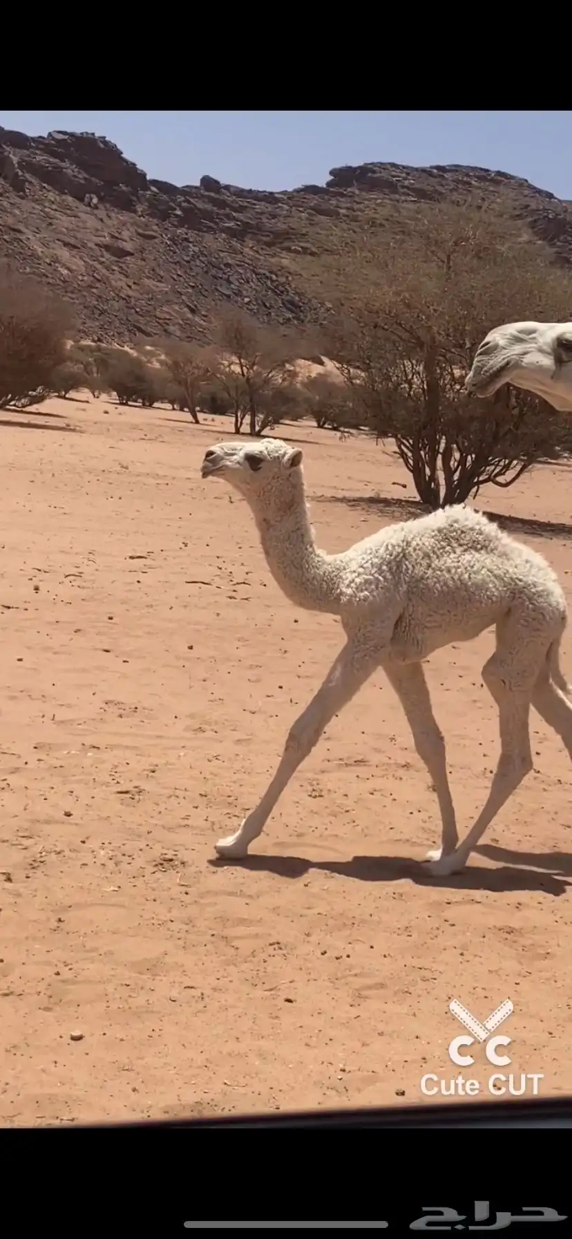 بعير 4