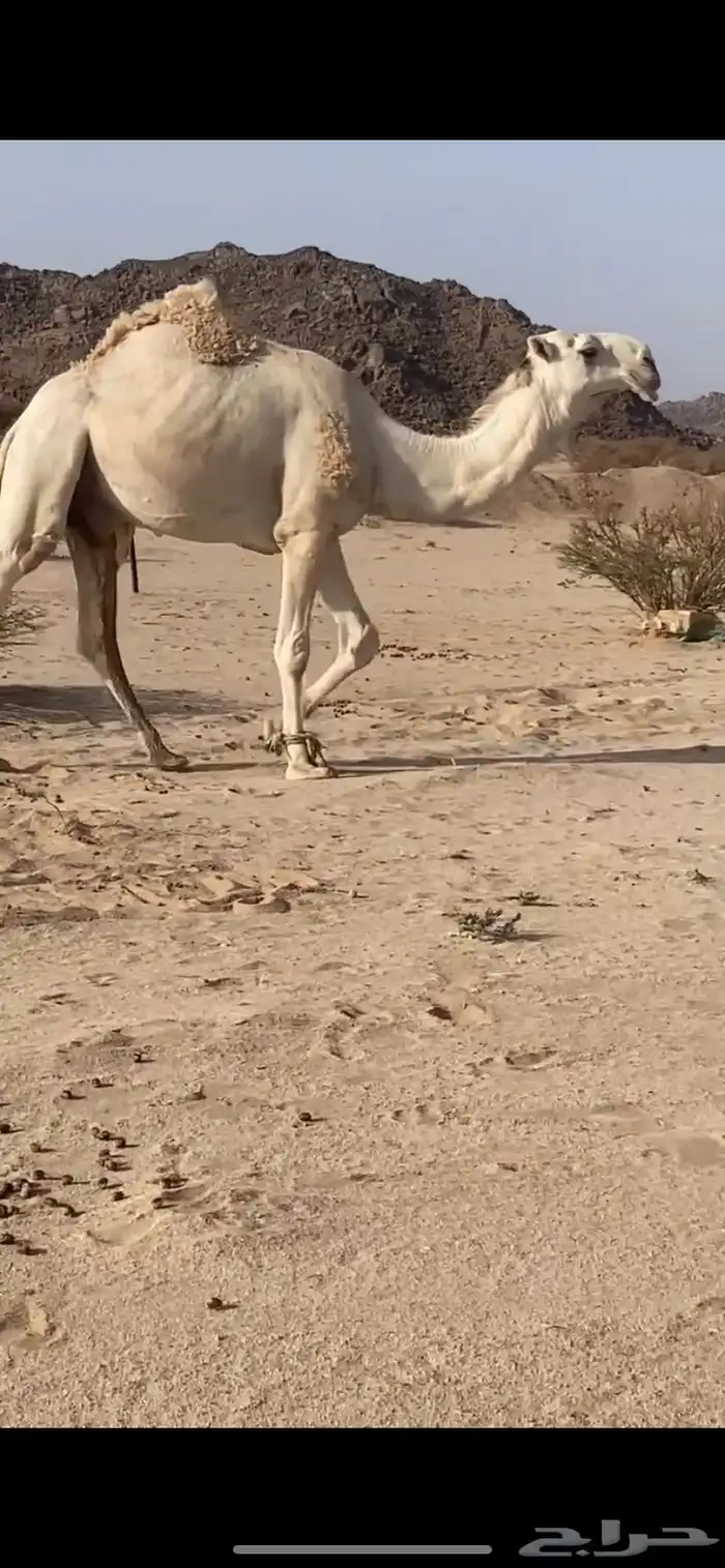 بعير 3
