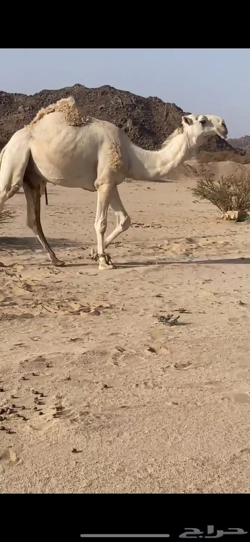 بعير 3