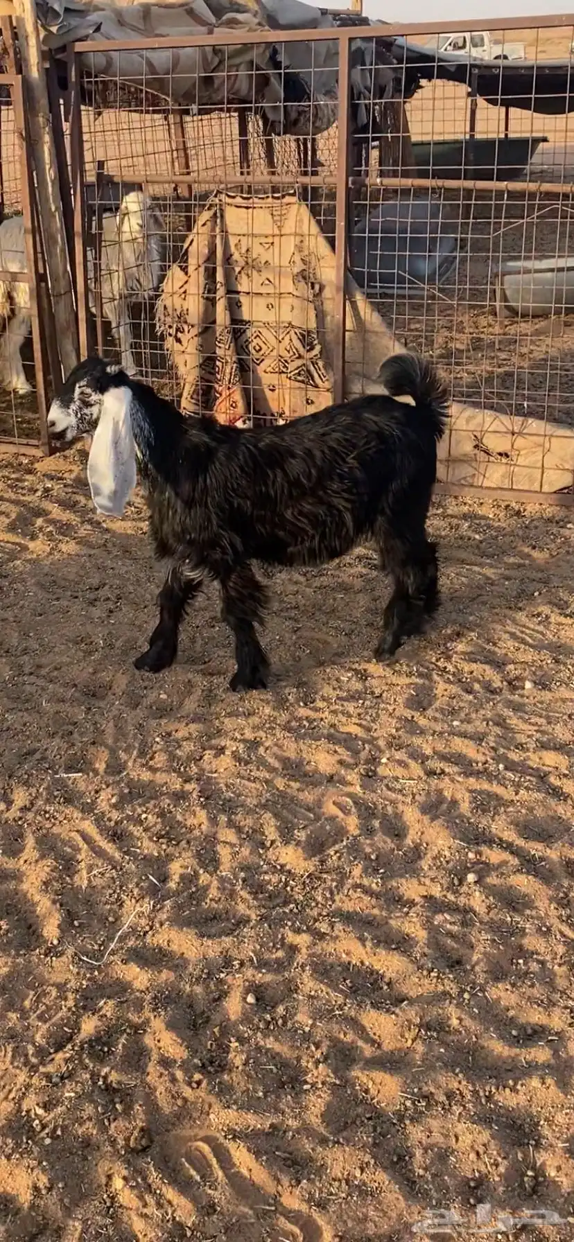 جفره عارضيه مقنوي 2