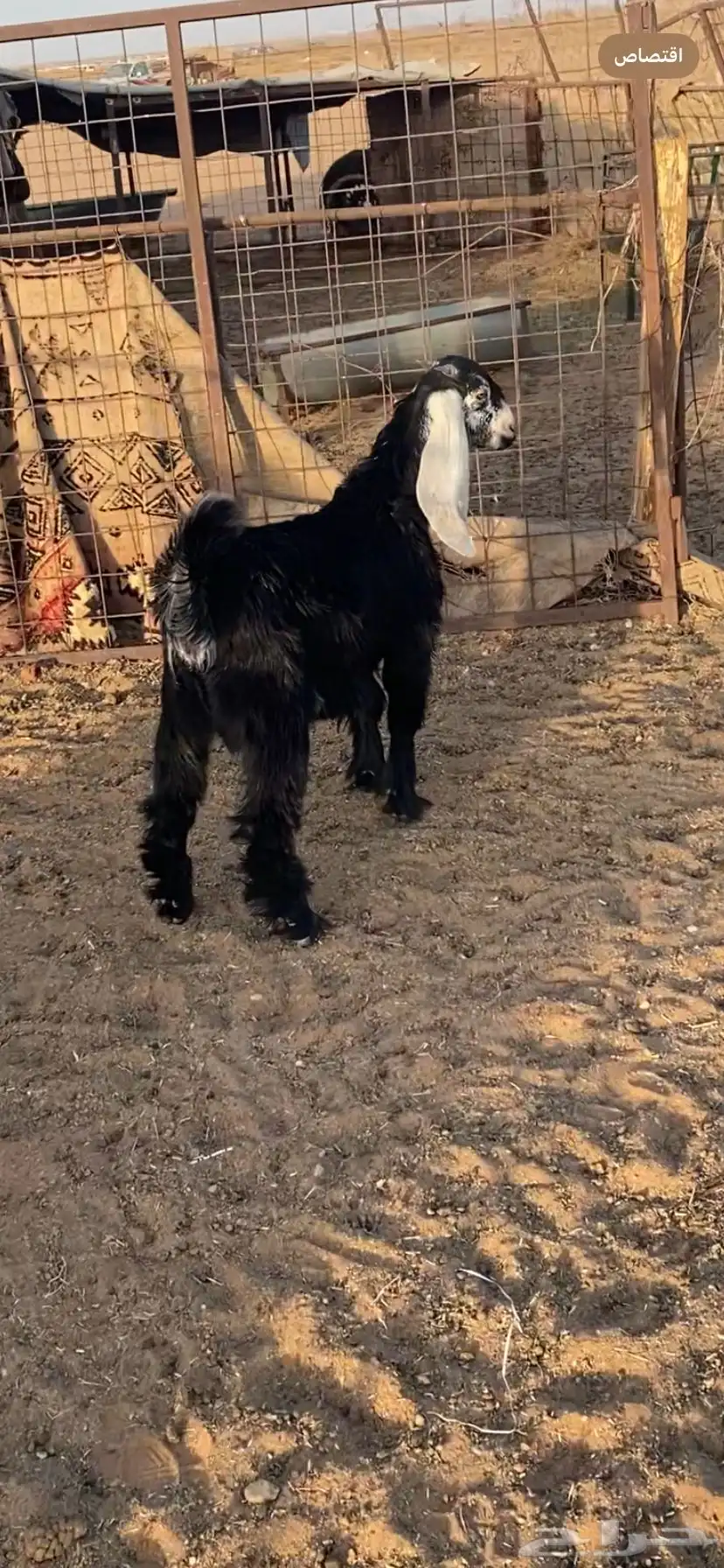جفره عارضيه مقنوي 0
