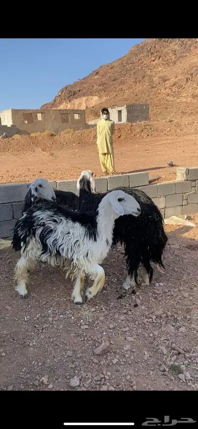 نجد صنف منوة القناي(( تم البيع)) 9
