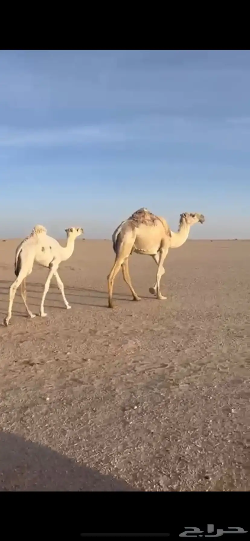 للبيع العشراء 0