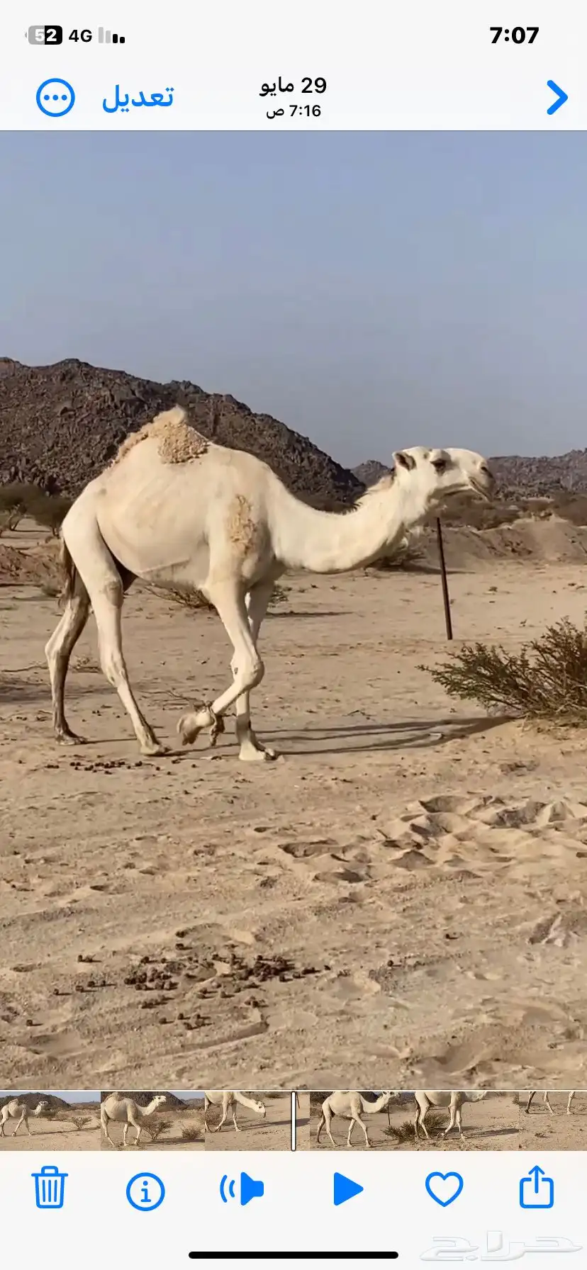 بعير 1