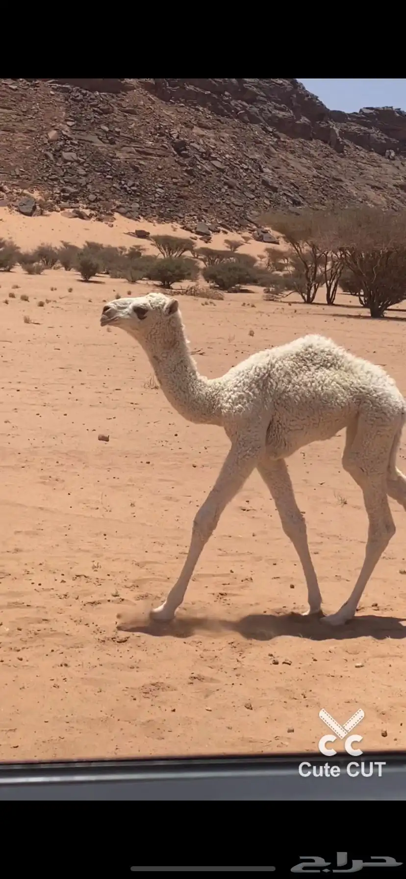 بعير 6