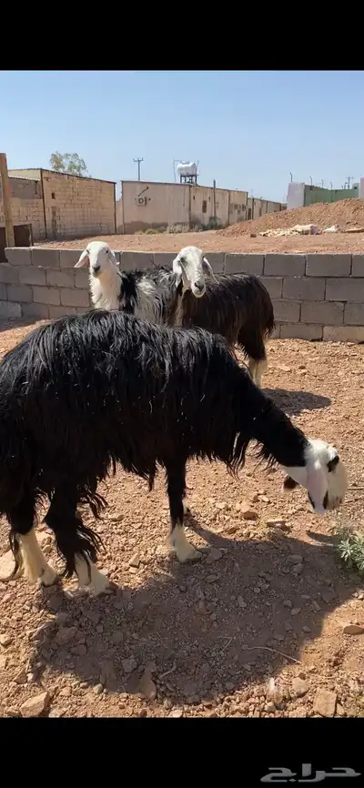 نجد صنف منوة القناي(( تم البيع)) 4