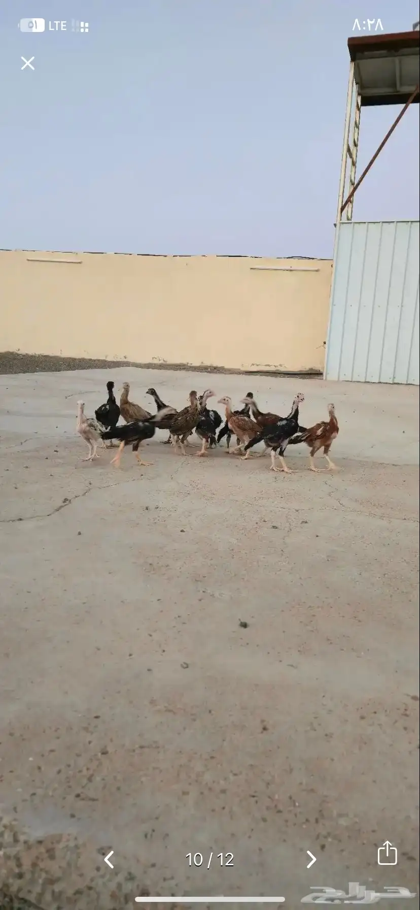 صوص باكستاني  تم البيع 5