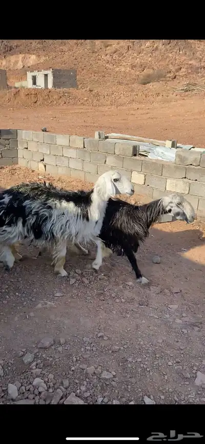 نجد صنف منوة القناي(( تم البيع)) 7