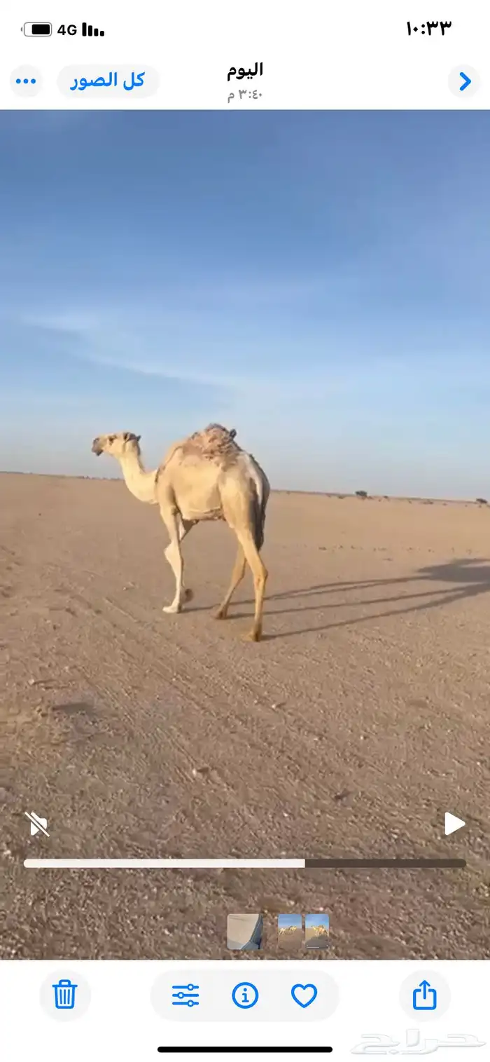 للبيع العشراء 2
