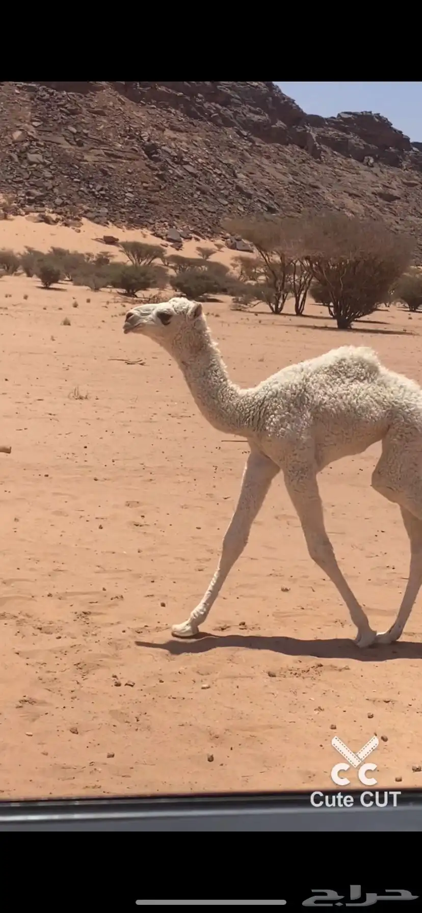 بعير 5