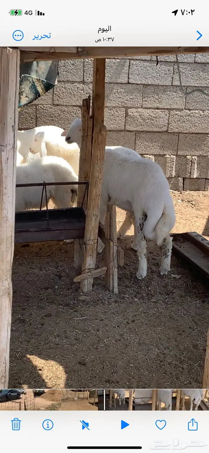 ذبايح الذيابي 6