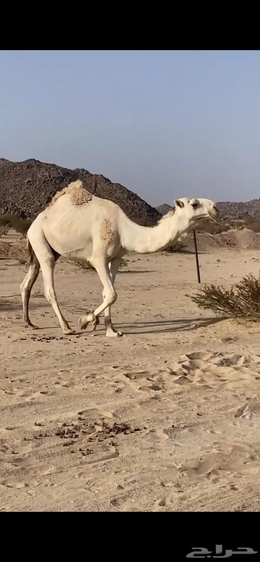 بعير 2