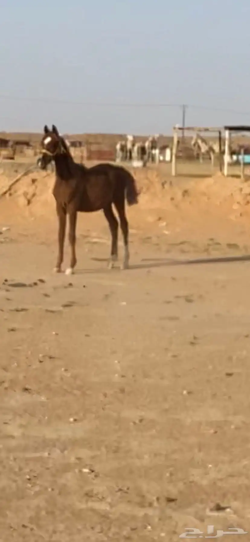 قعود اصفر دبياني عمره فوق ست اشهر تحت ومهر طيب بالحيل 1
