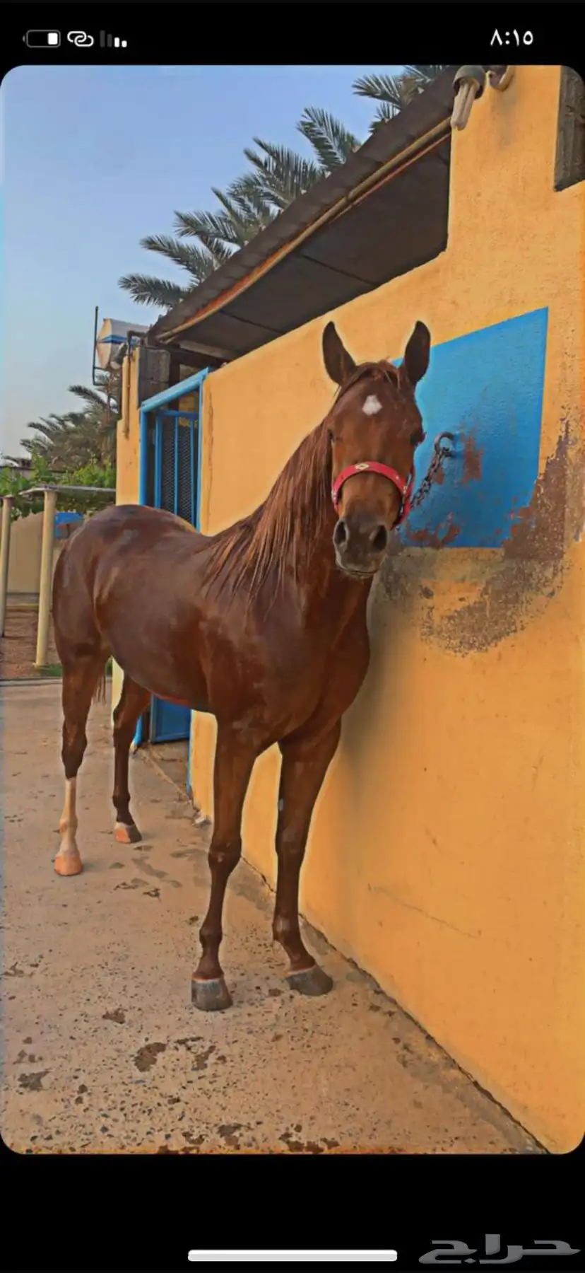 فرس شعبيه 1