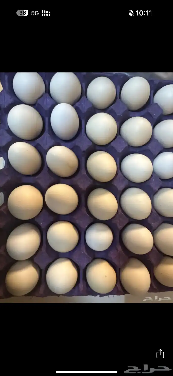بيض بلدي 0