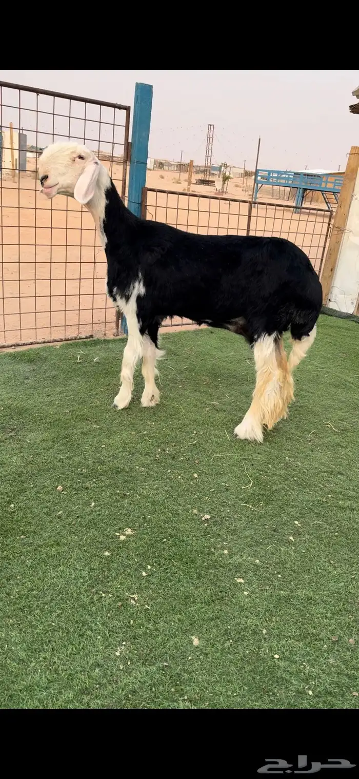 رخل نجديه فاخره 0