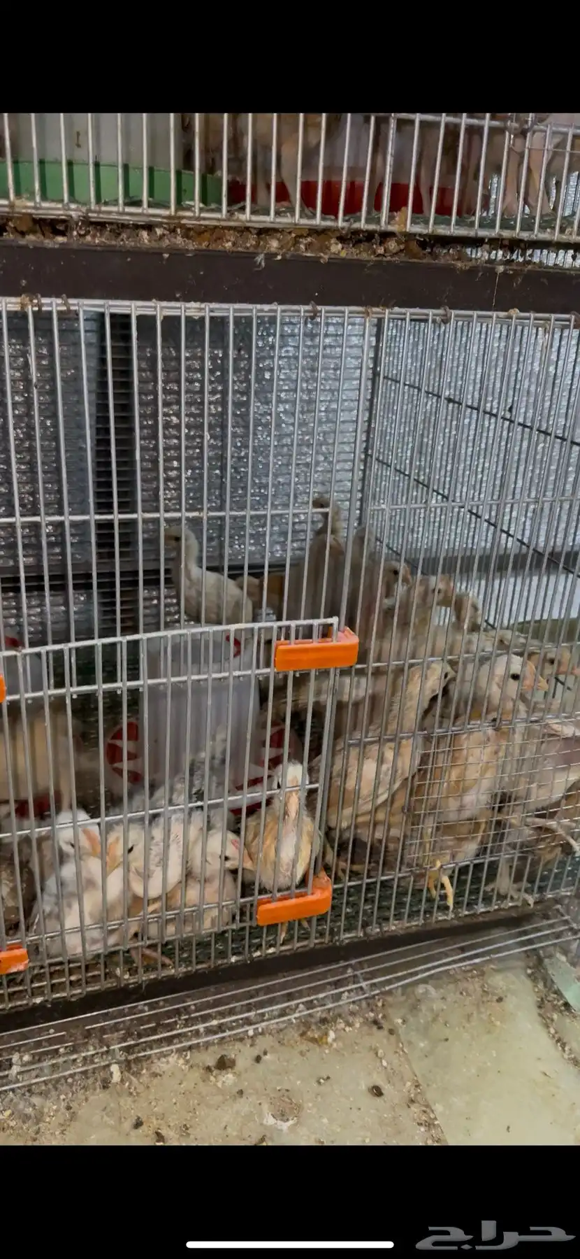 صوص دجاج بلدي من عمر يوم الى شهرين 4