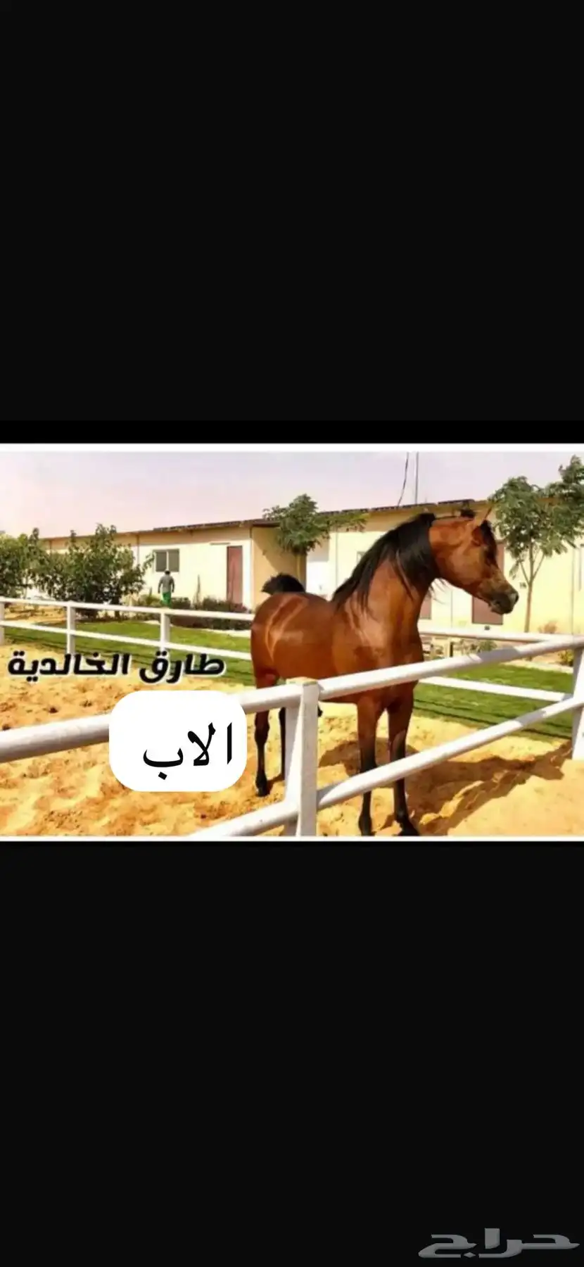 فرس شعبية شيخه 3