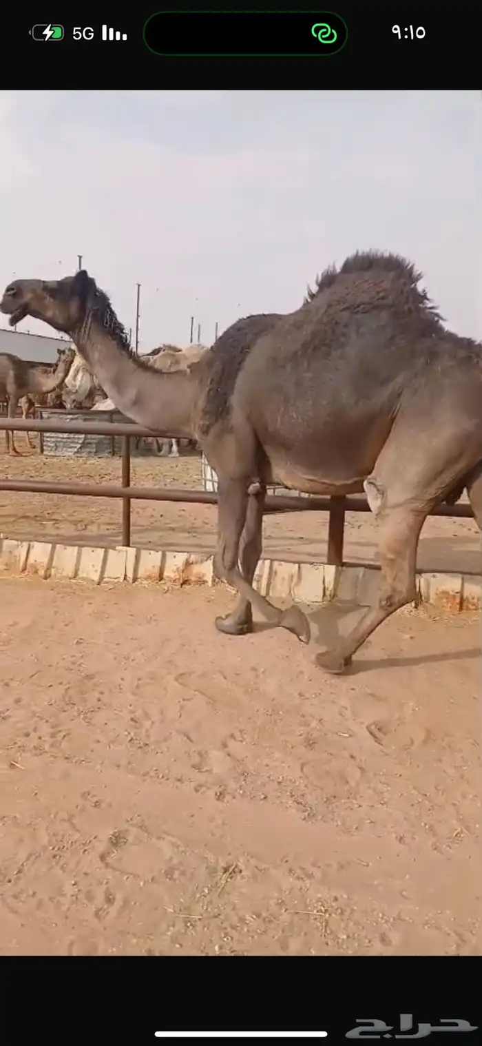 لقحه مجهم طيبة 7