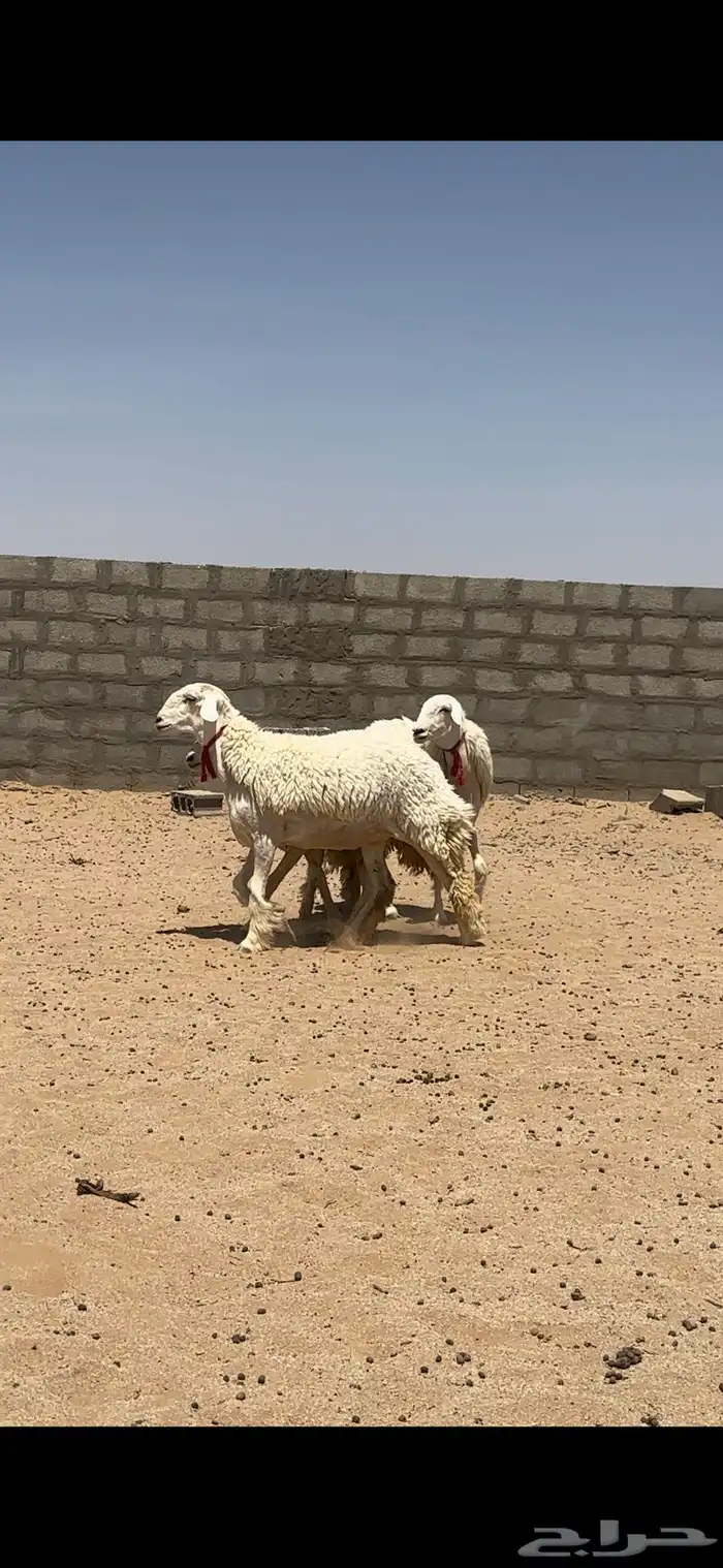 رخال حريات جذعات صنف 0