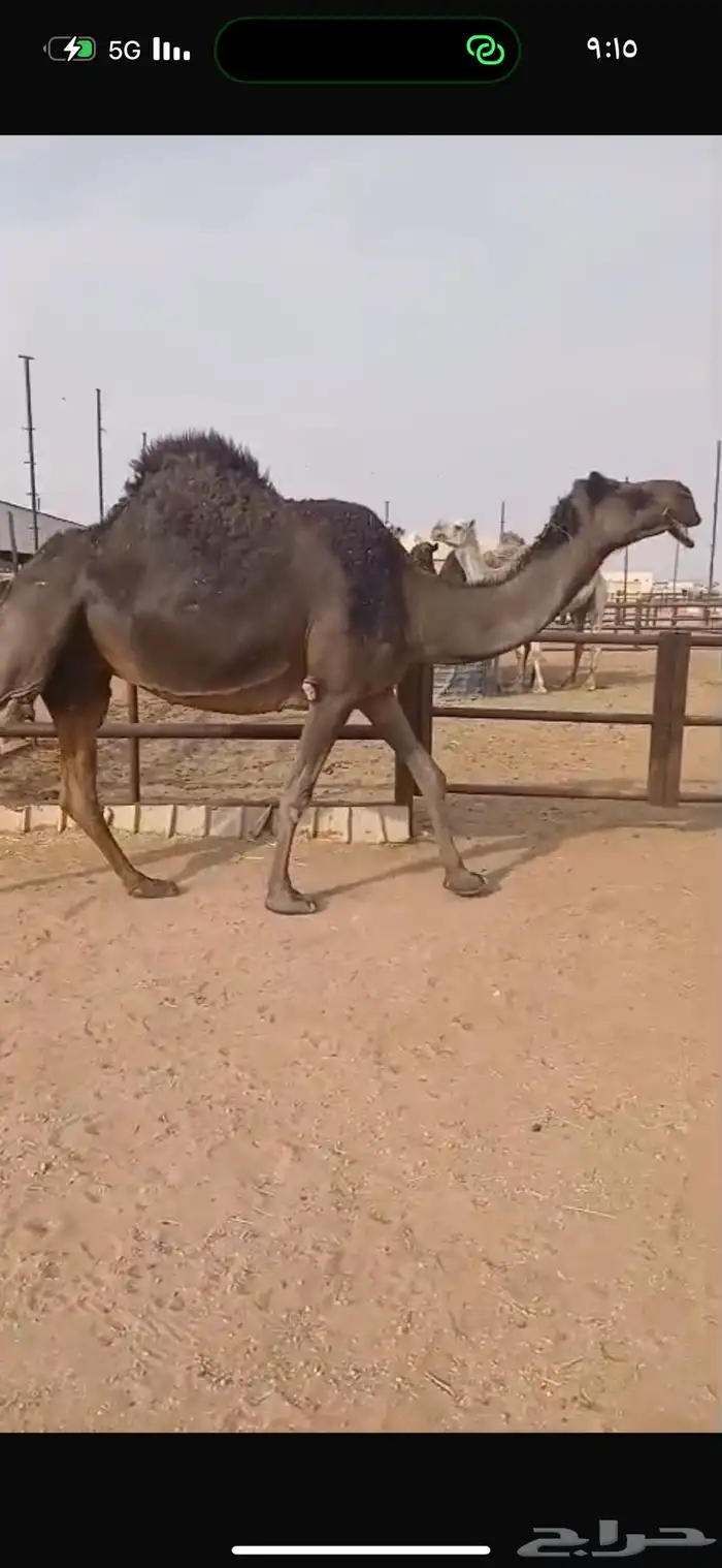 لقحه مجهم طيبة 0