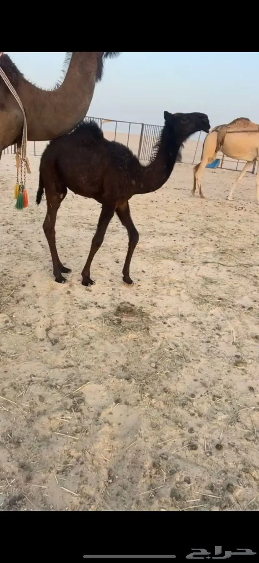 (تم البيع ) مجهم حوار ابيه مخوف ولد مخوف الامير سلالة وحيدان 1