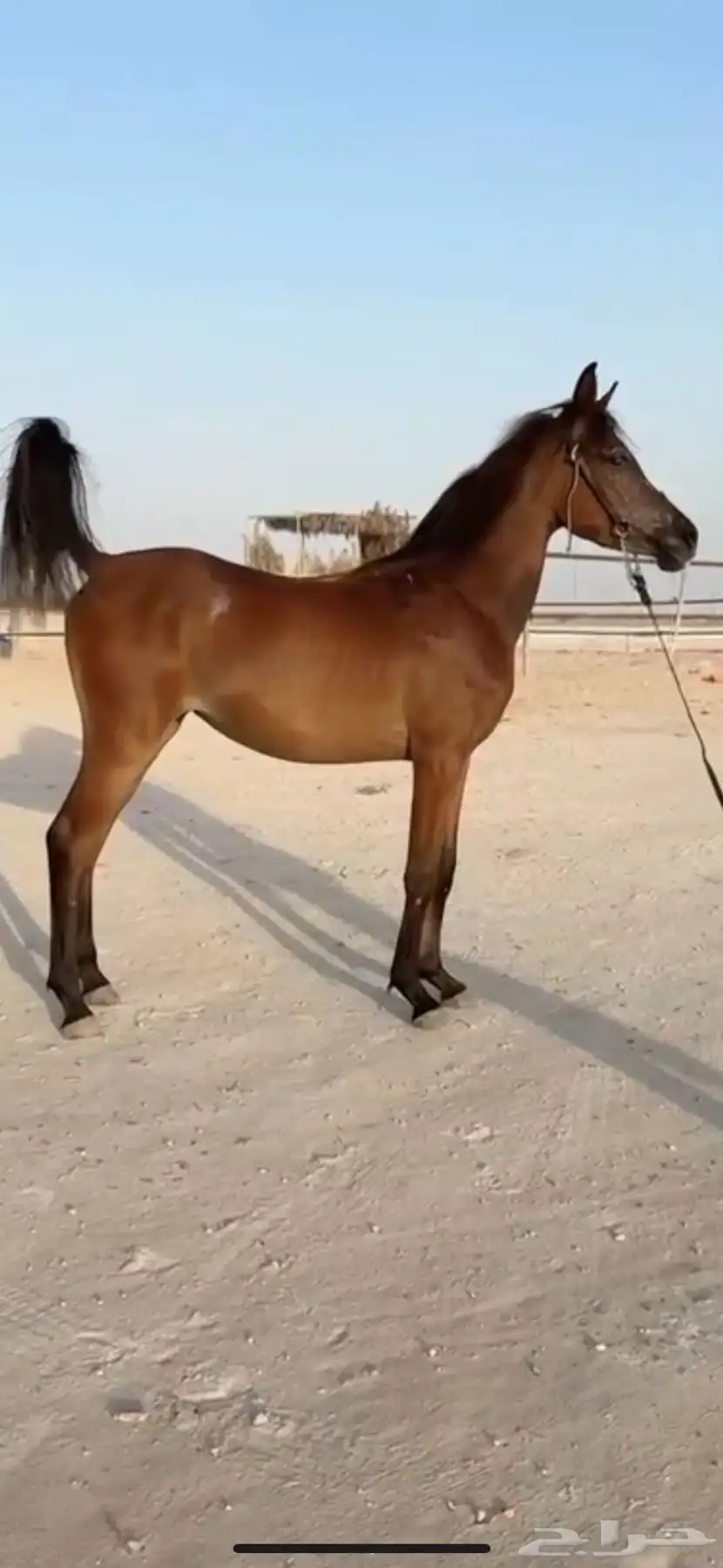 مهره عمرها سنتين جاهزه لتشبيه ووالعسف 1