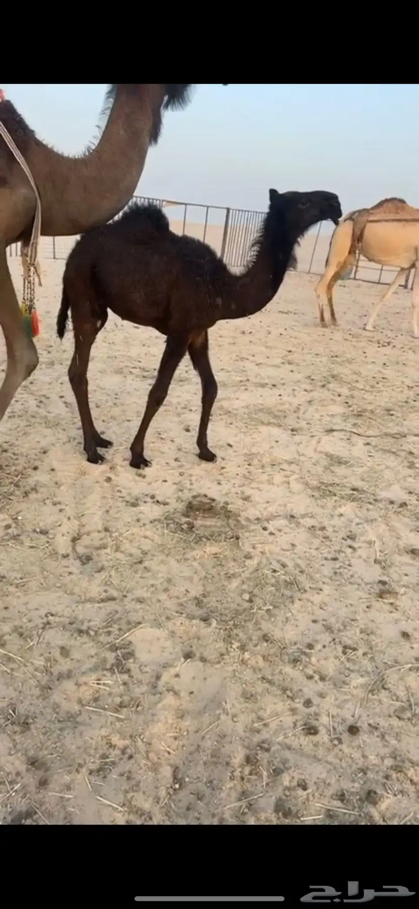 (تم البيع ) مجهم حوار ابيه مخوف ولد مخوف الامير سلالة وحيدان 0