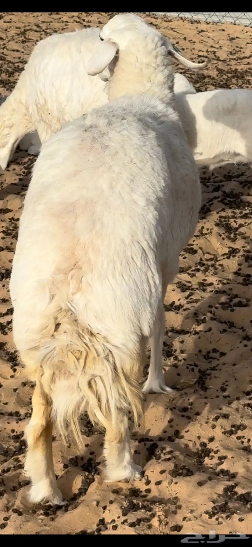 شاه حريه 1