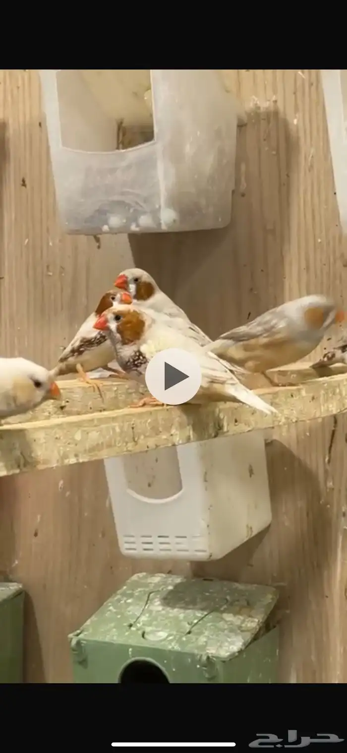 أزواج زيبرا هولندي وإنجليزي تب التب 6