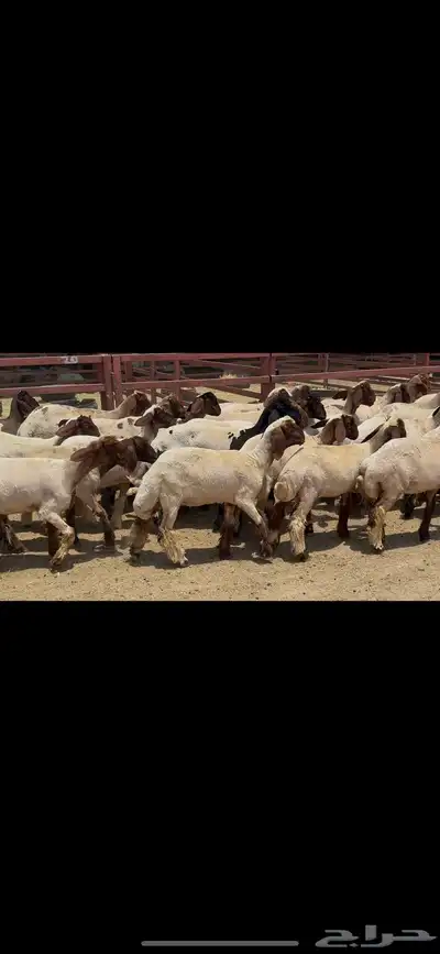 جذعات نعيم صنف . 5