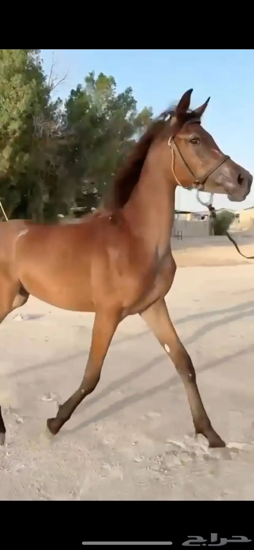 مهره عمرها سنتين جاهزه لتشبيه ووالعسف 0