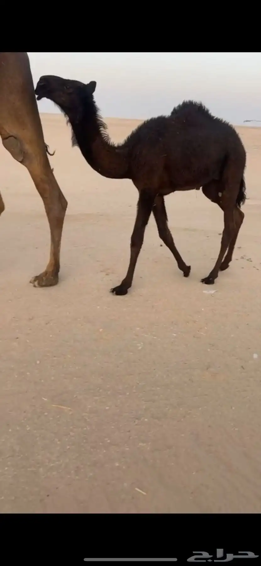 (تم البيع ) مجهم حوار ابيه مخوف ولد مخوف الامير سلالة وحيدان 3