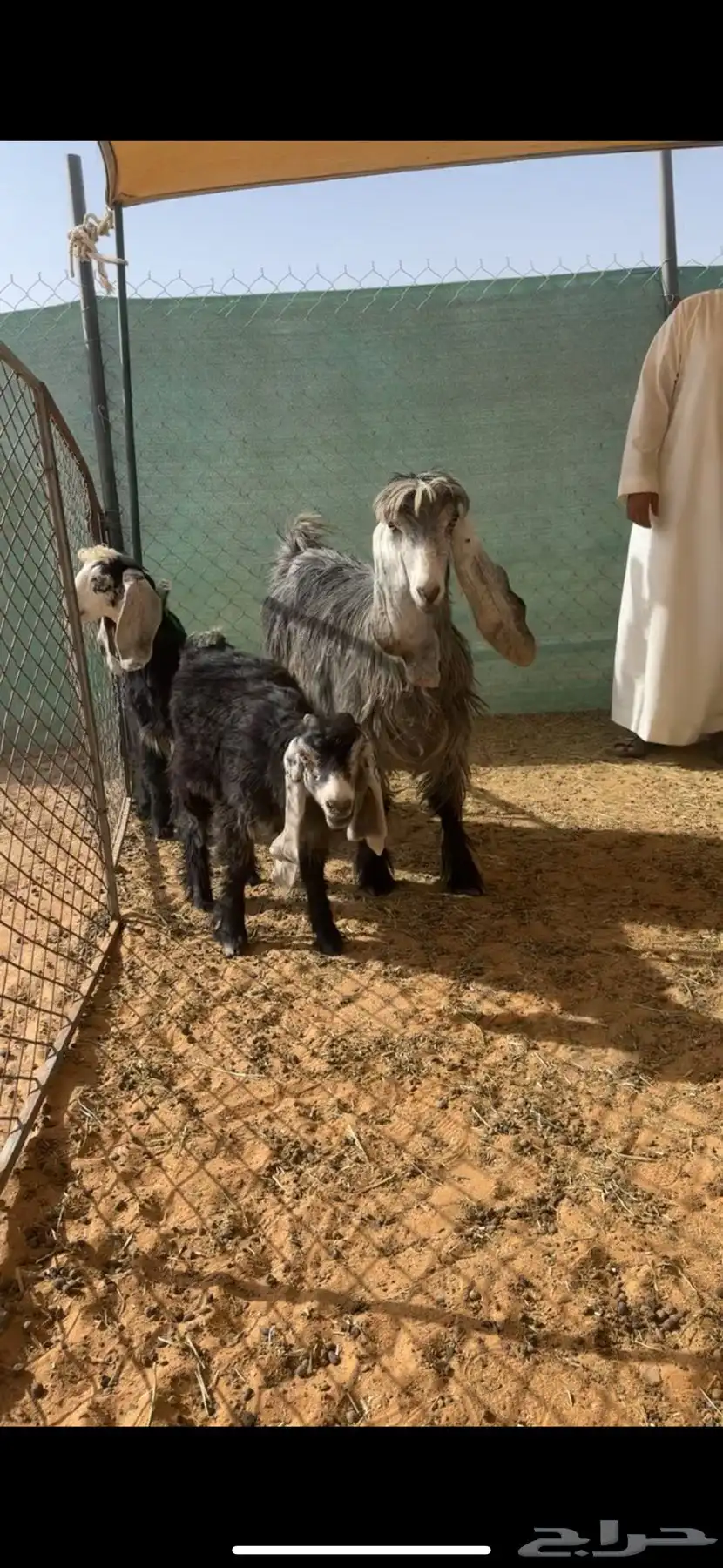 عنز متبع كفو و ثنيه 1