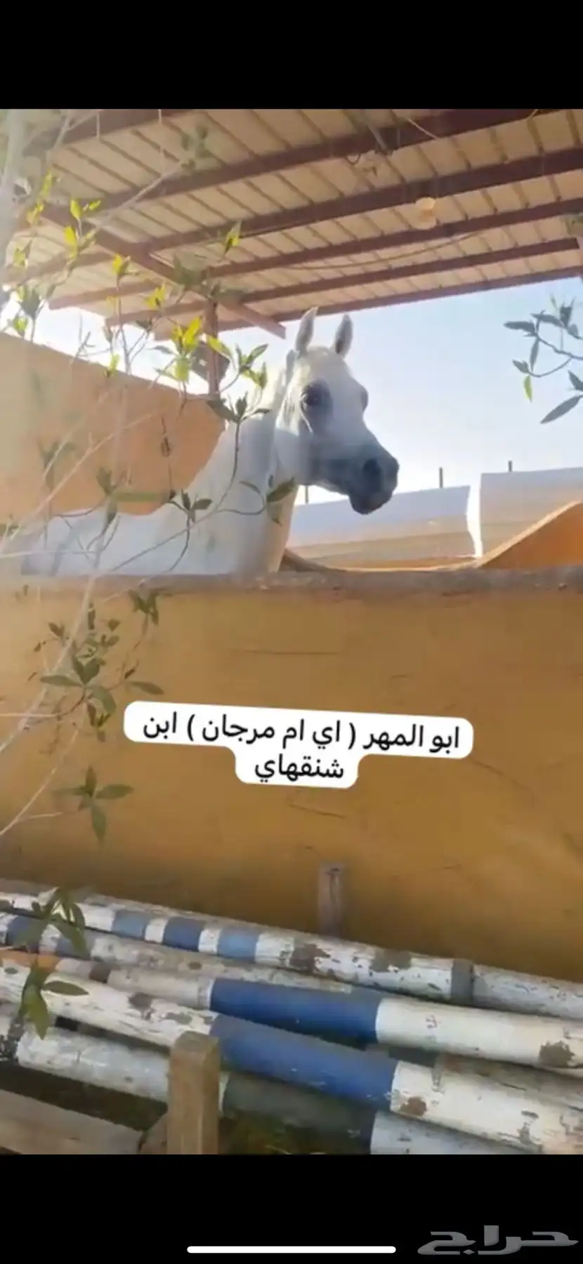 فرس مصرية بيور   مهر حفيد شنقهاي 4