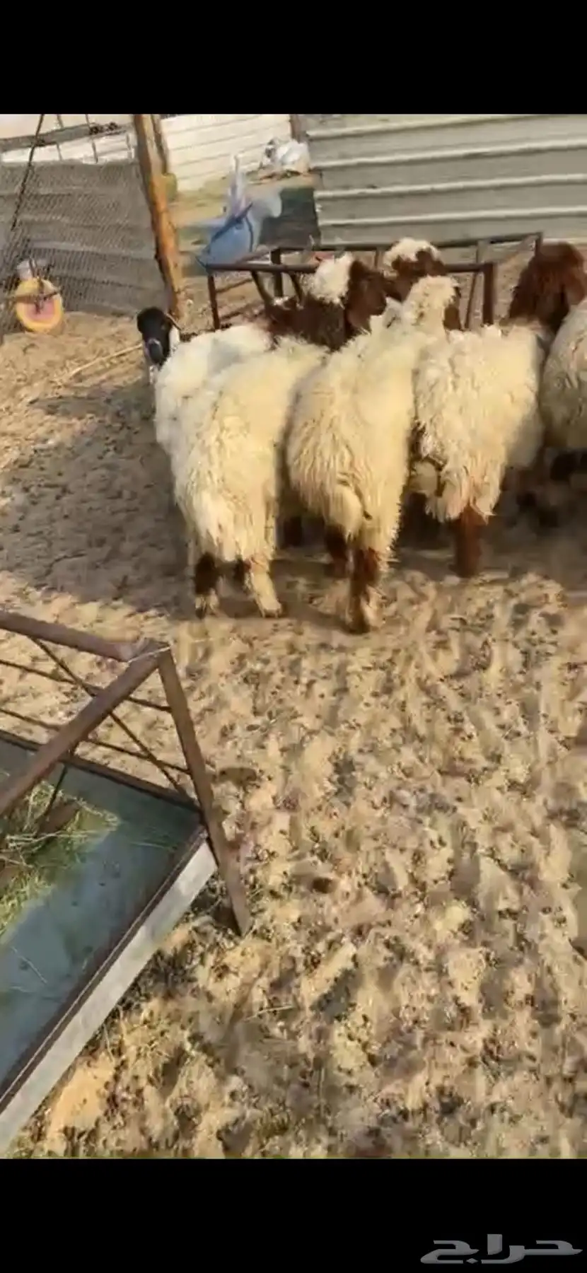 بهم نعيم 0