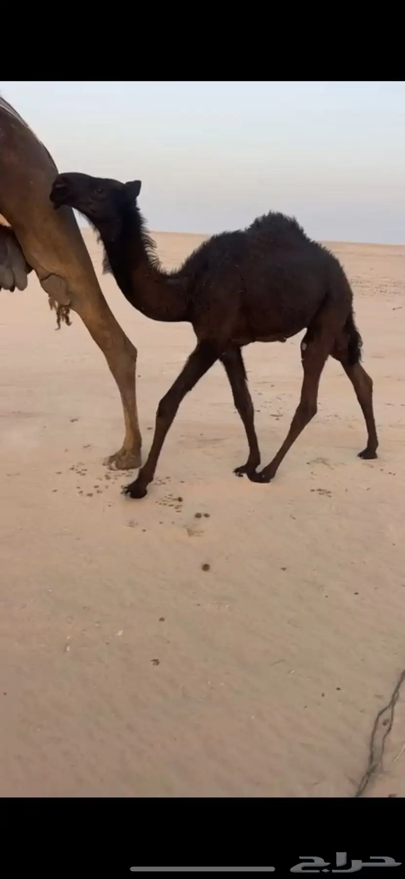 (تم البيع ) مجهم حوار ابيه مخوف ولد مخوف الامير سلالة وحيدان 2