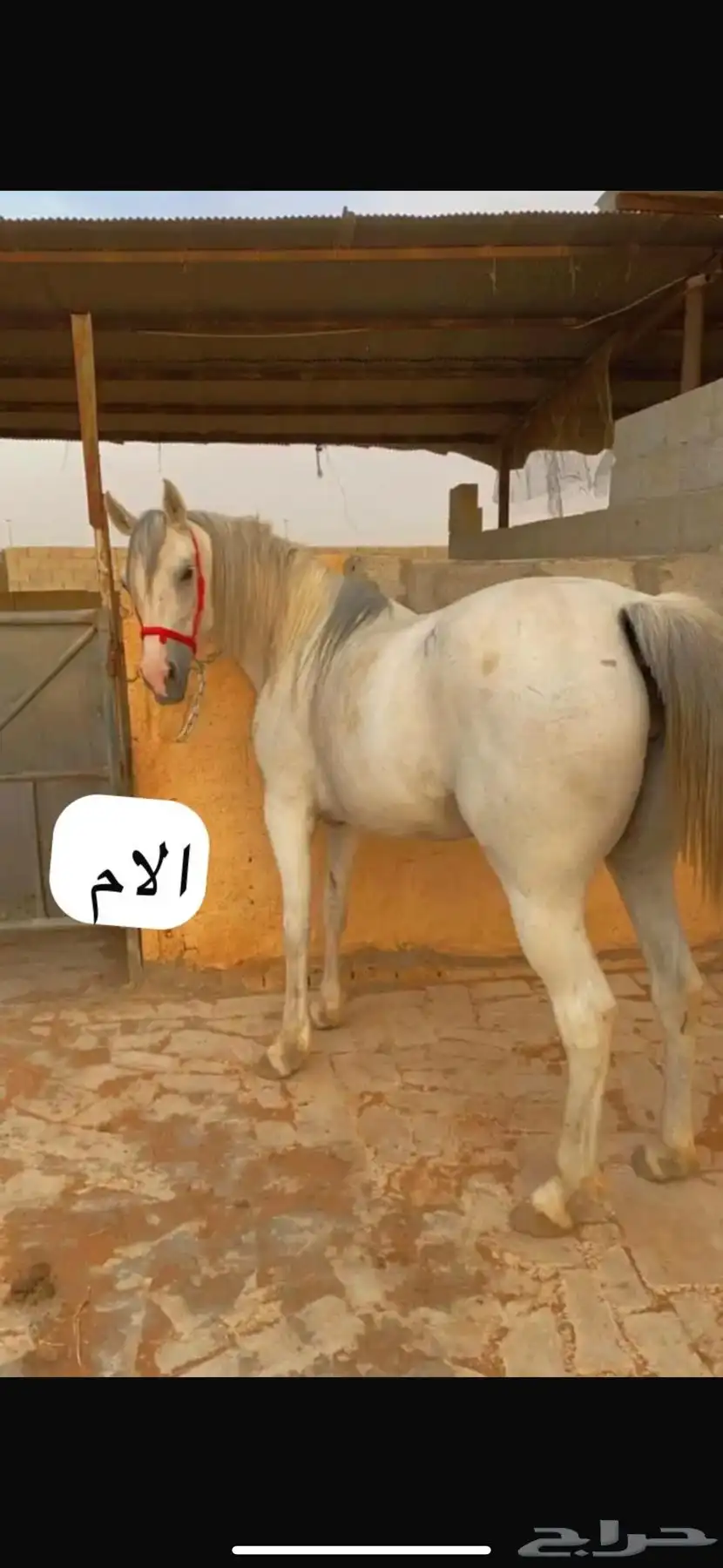 فرس شعبية شيخه 2