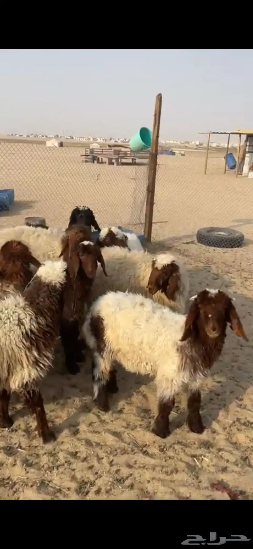 بهم نعيم 2