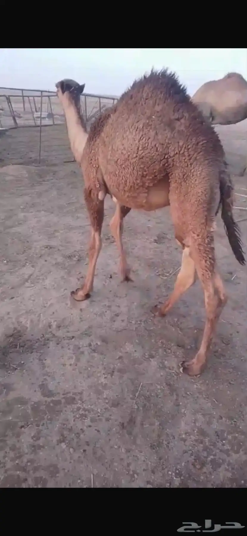 للبيع حاشي قعود سمين مغلق شحم 0