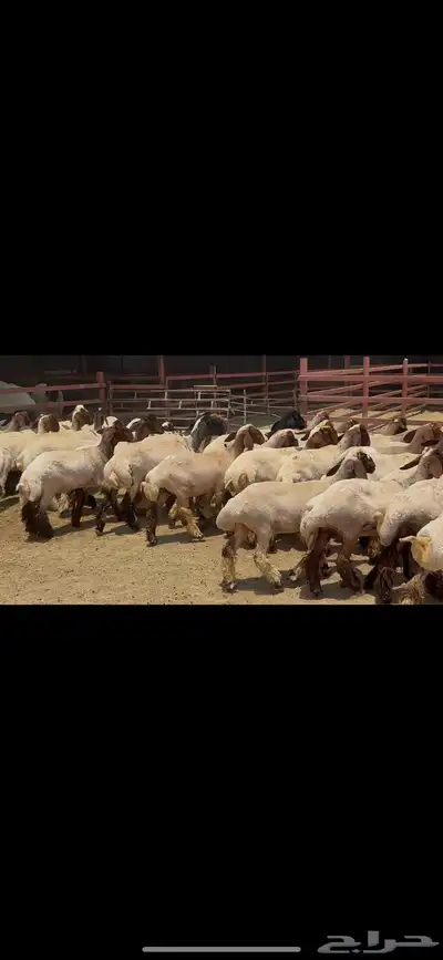 جذعات نعيم صنف . 4