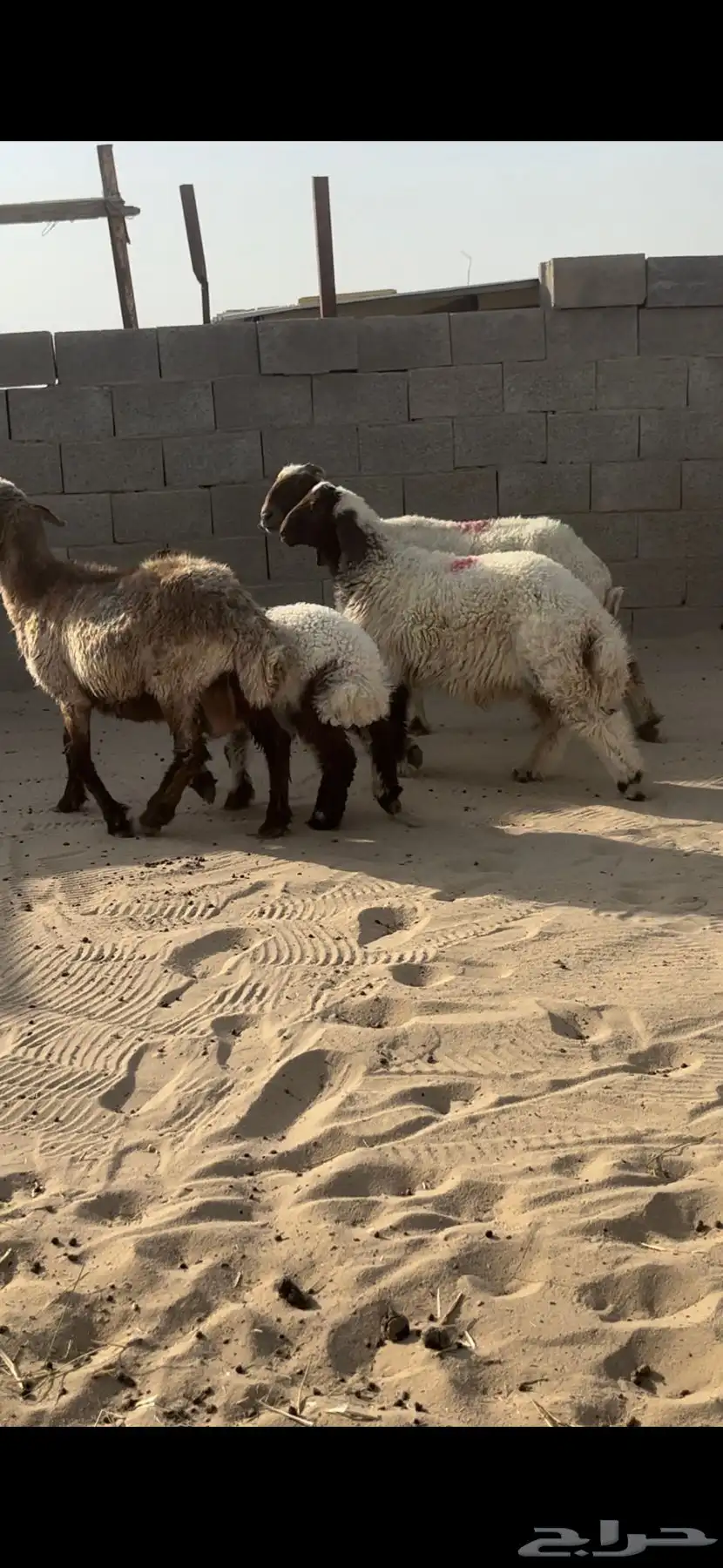 رغايث طيبه 0