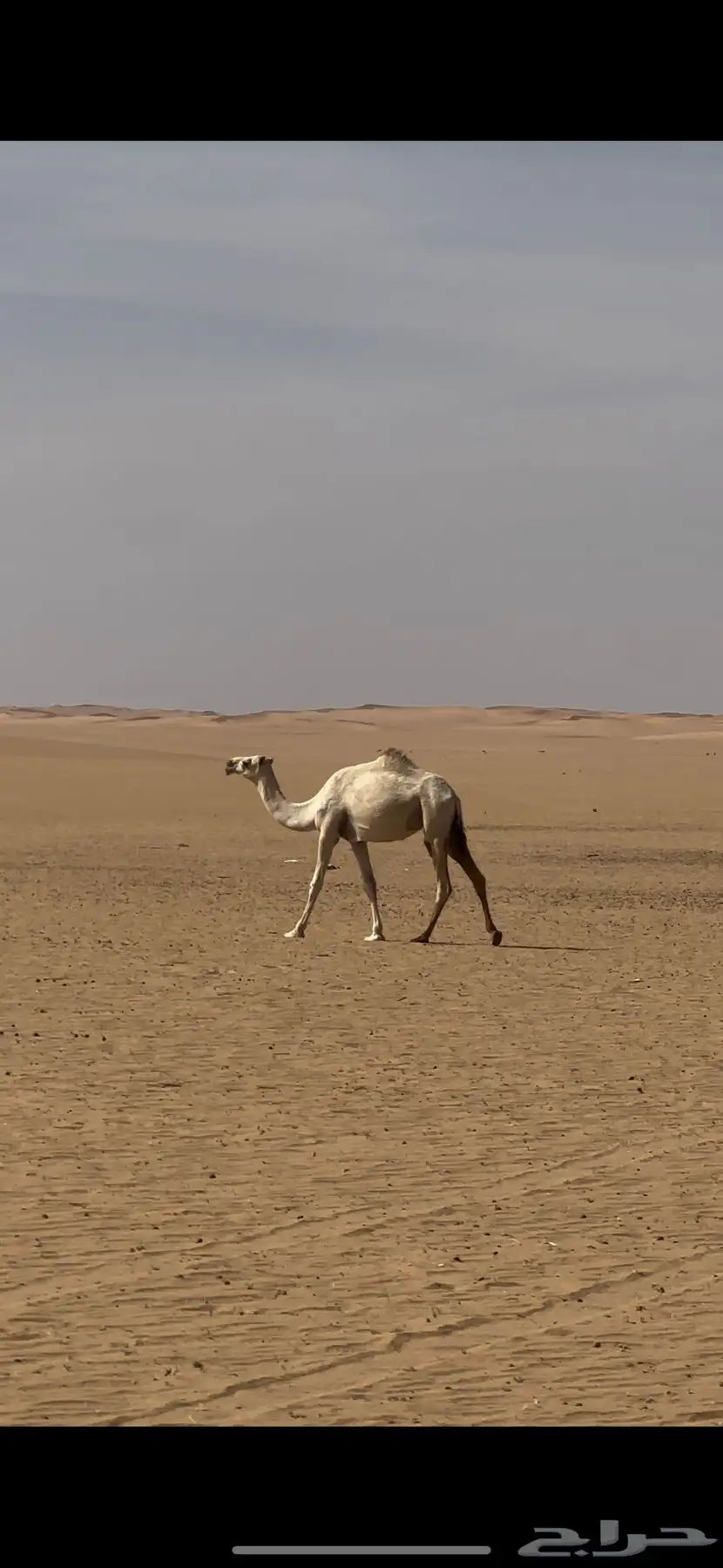 بكره حقه شقحاء 0