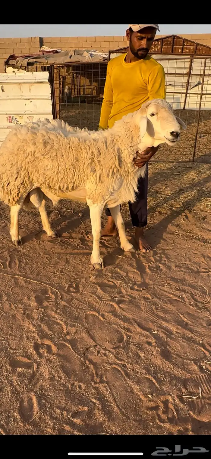 فحل حري مشروط 0