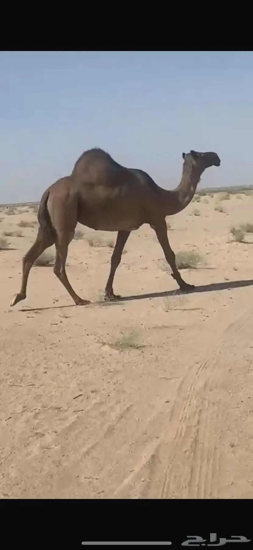 أبل 0