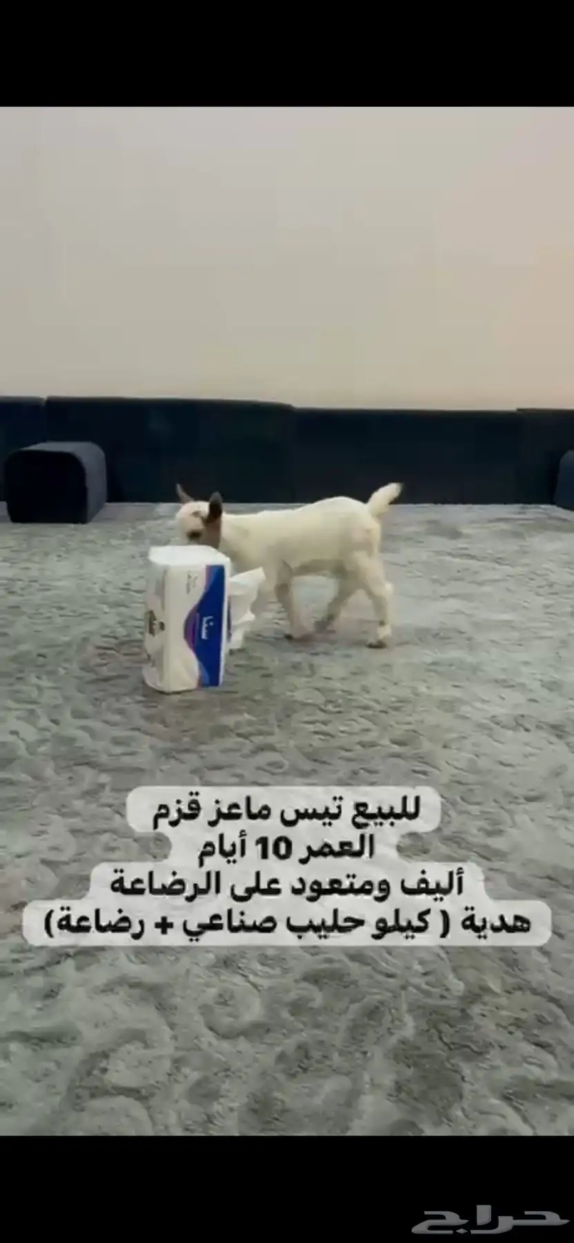 ماعز اليف 3