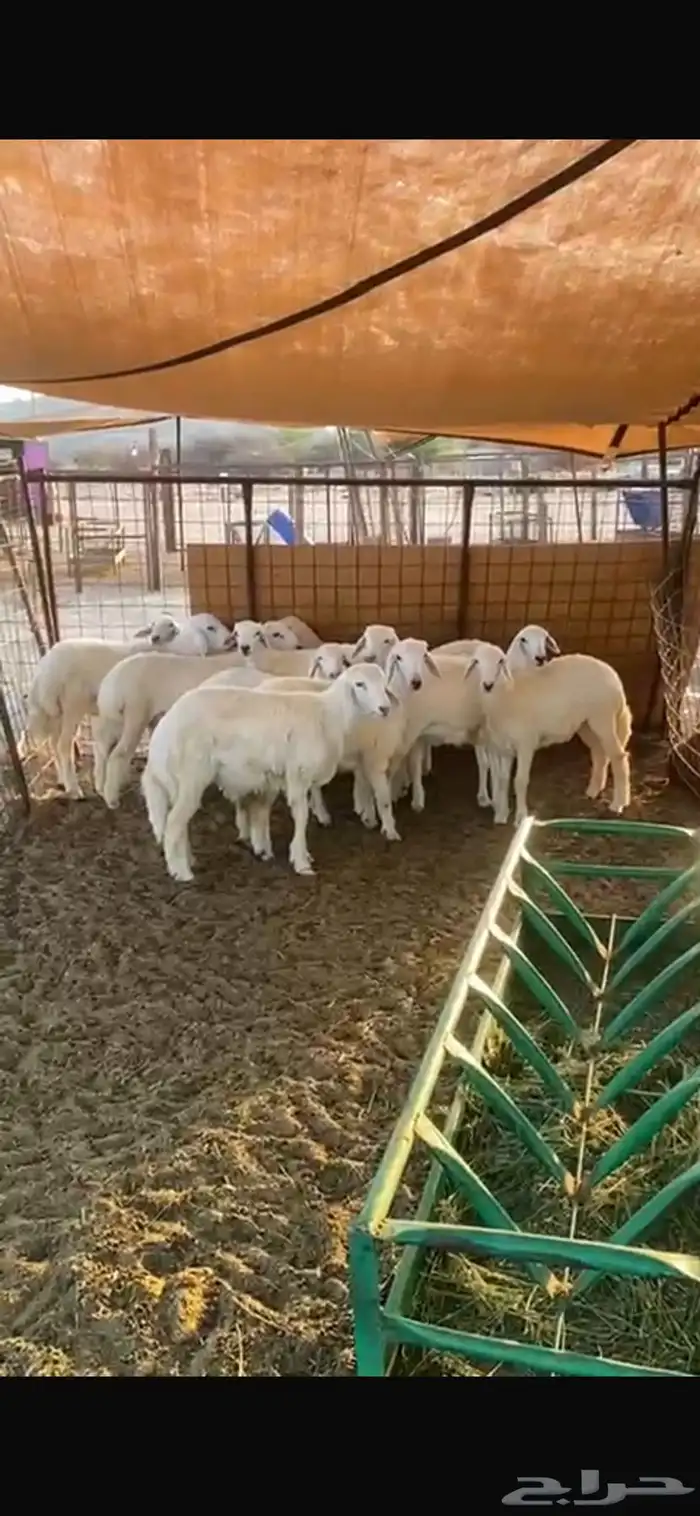 طليان حريه 1