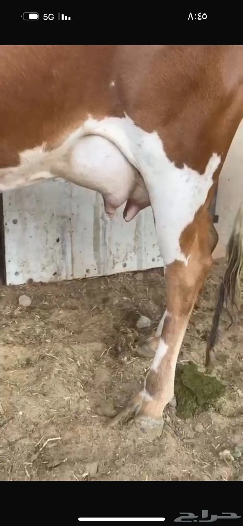 بقره المانيه 2