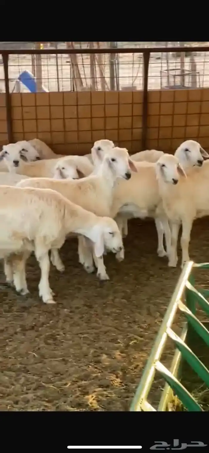 طليان حريه 0