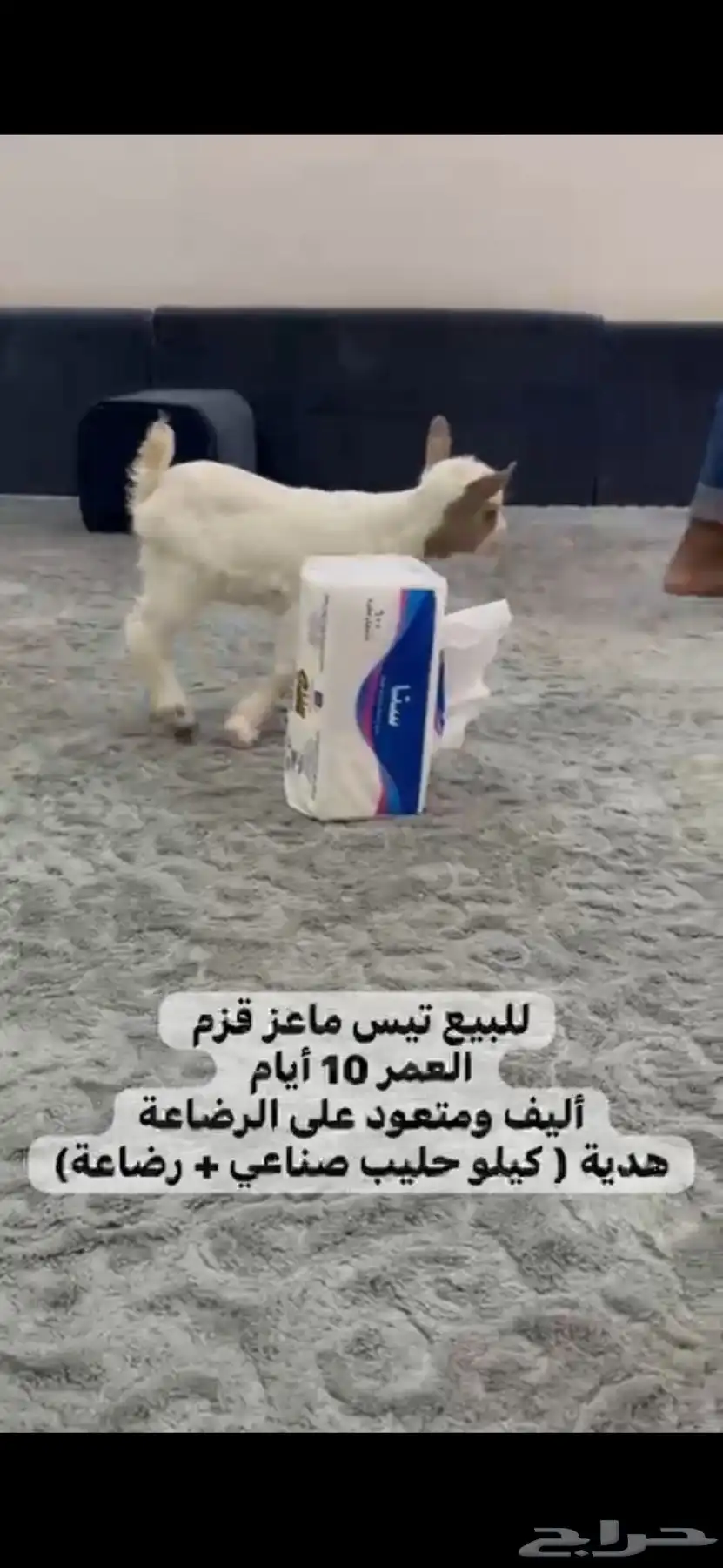 ماعز اليف 4